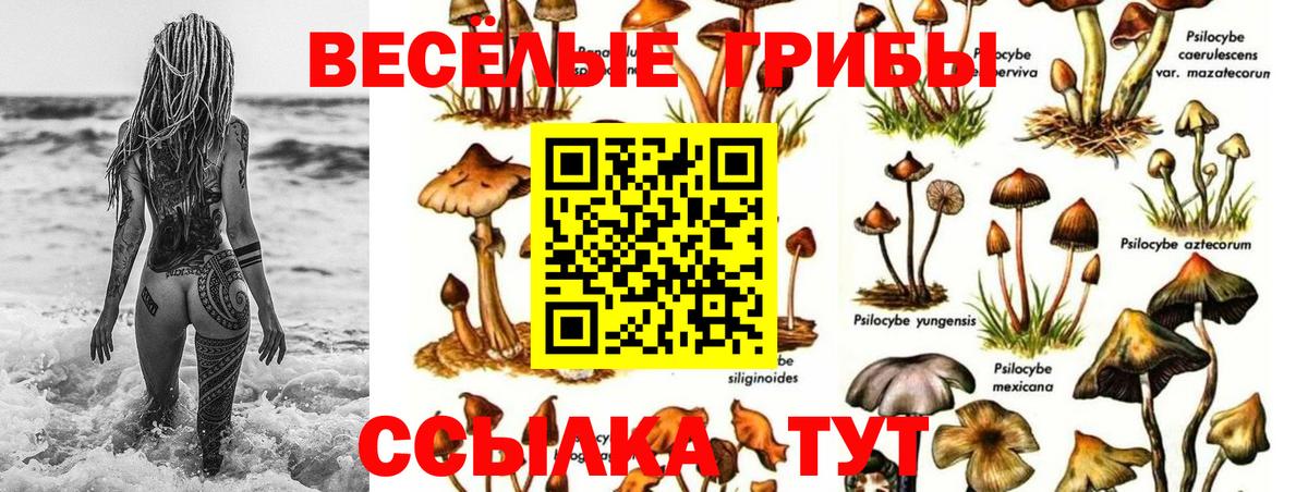 Псилоцибиновые грибы Cubensis  Псилоцибиновые грибы прущие грибы  Электросталь  Вход с VPN 
